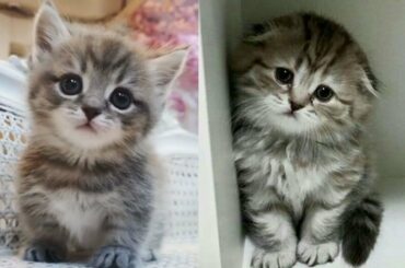 Baby Dogs Fall Down Stairs - Cute Puppies Doing Funny Things #1