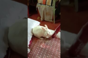 My cute Bunny fighter