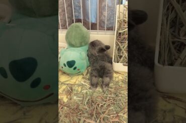 小貢丸睡覺姿勢調整中 侏儒兔cute bunny