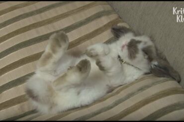 Gangster Bunnies Play Around With A Cat And Dog | Kritter Klub