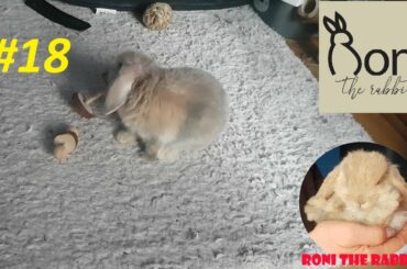 Cute Bunny plays with his toys! | Roni The Rabbit | Bunny | #16