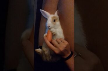Cute baby bunny eating, tenero coniglietto si fa imboccare