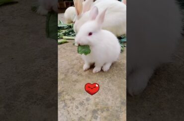 Cute bunny eating