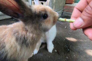 Rabbits eating tropical ASMR | bunny cute eating tropical asmr