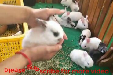 Rabbit Farming | Cute Baby