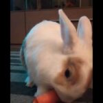 Cute rabbit eating carrots, funny bunny, coniglietto,coniglio