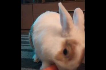 Cute rabbit eating carrots, funny bunny, coniglietto,coniglio
