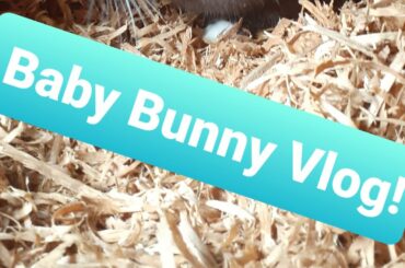 Baby Bunny Vlog! Part 4!! *The