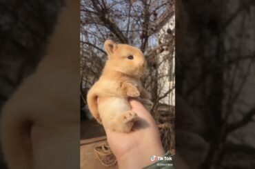 Rabbit Cute 🐰❤️