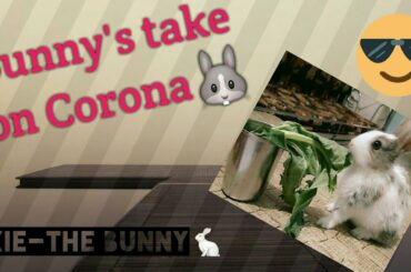 Cute Rabbit - Pixie's take on Corona🐰 Go Corona Go!!!