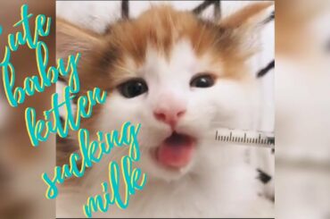 Cute baby kitten sucking milk