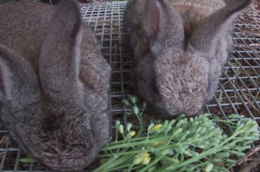 Cute BUNNIES and REGRETS