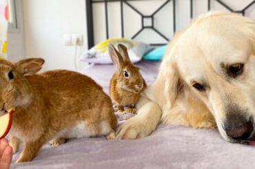 Can a dog eat in the company of rabbits? - Cute Pets Video