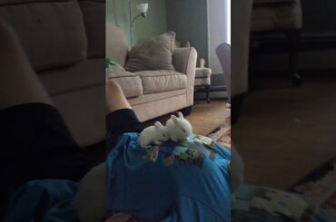 Funny baby bunny video