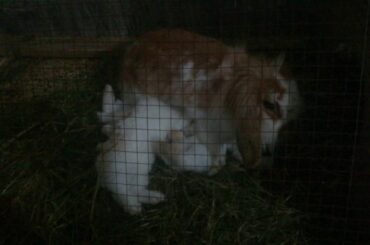 Baby bunnies dinner time