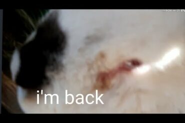 Another cute rabbit video