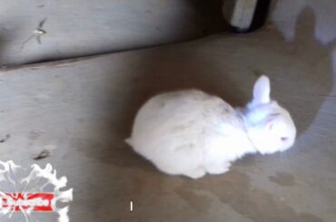 খরগোশের বাচ্চা & Pretty cute rabbit kid