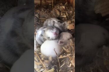 Cutest baby bunnies ever!!