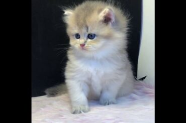 Cute Kittens in The World #3 - ChinLin Cattery