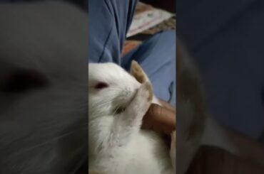 Too cute expressions of pet Rabbit