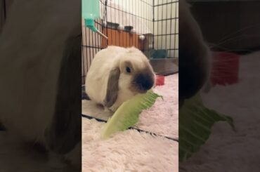 just a cute bunny eating lettuce