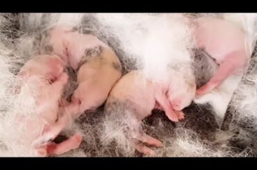 Rabbit Giving Birth At Home - Baby So Cute After One Day Born