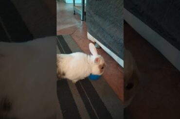 Cute rabbit playing with ball,funny bunny , coniglietto