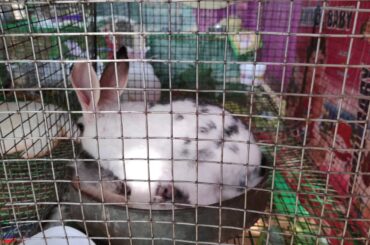 4rth Day English Spot Rabbit 🐰 bunnies feed milk. Very cute moment KS_Rabbits