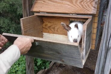 Raising Meat Rabbits, Doe Preparing Her Nest and Babies!