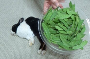 Waking a Sleeping Rabbit by Surrounding him with Peas