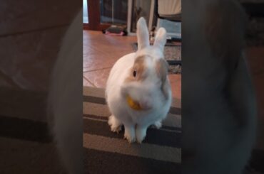 Cute rabbit eating flowers