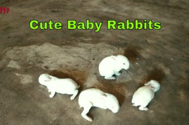 Funny Baby Rabbit Videos / Cute Baby Rabbits / Funny Bunny Baby Videos /The Cutest Baby Bunny Rabbit