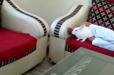 ☺☺☺☺My cute RABBIT -chikooo - Entertainment -Funny video