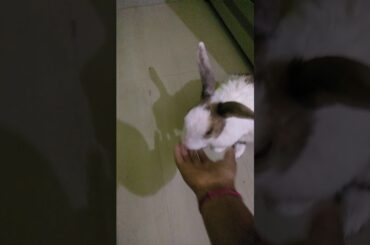 my cute bunny pipo😚