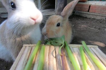 Rabbits eating tropical very well  ASMR | Eating asmr  | bunny cute