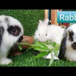 #RabbitJenny Daily Life Rabbit Jenny Today is 81 days old Smart cute cute🐇😘🐰 HD  720p