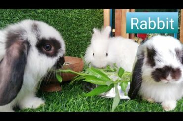 #RabbitJenny Daily Life Rabbit Jenny Today is 81 days old Smart cute cute🐇😘🐰 HD  720p