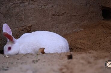 Beautiful #Bunny #Rabbit Videos 🐇  #Animal Video #Moto song