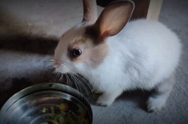 My rabbit 😍 So Cute and very funny rabbit || CRIST||