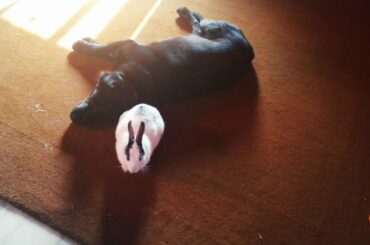 Can A Dog Befriend A Rabbit ? Jimmy And Casper Cute friends ~