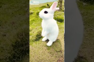 Wow so cute rabbit