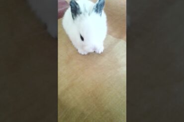 Meet My cute baby rabbit ❤