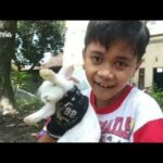 DINO, THE CUTE RABBIT - How to tame rabbit