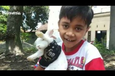 DINO, THE CUTE RABBIT - How to tame rabbit