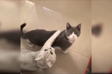 Baby Animals - Cute and Funny Baby Animal Videos compilation -1   #Missfunnyjellybunny # TikTok