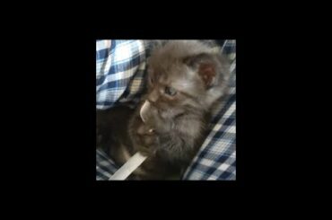 Baby Cats - Cute and Funny Baby Cat Videos #Missfunnyjellybunny # TikTok