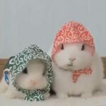 Cutest Baby Rabbit In The World And Fancy Pigeons video