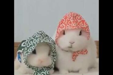 Cutest Baby Rabbit In The World And Fancy Pigeons video