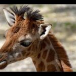 Funny Clumbsy Baby Giraffe
