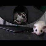 Truffle the baby sugar glider eating a treat!
